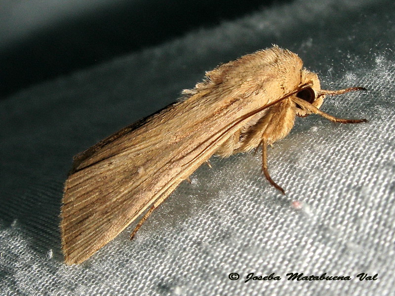 Leucania (Acantholeucania) loreyi (Noctuidae) ? S